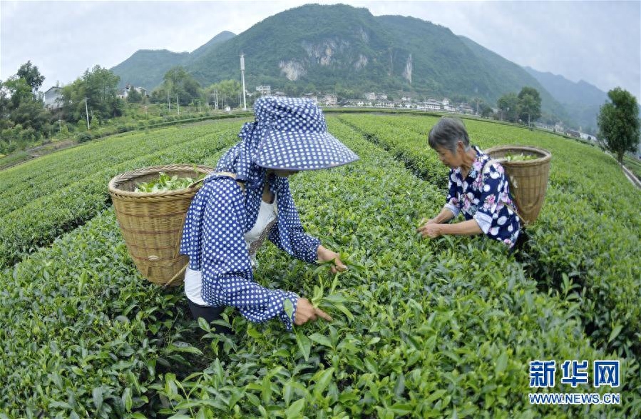 夏茶采摘忙