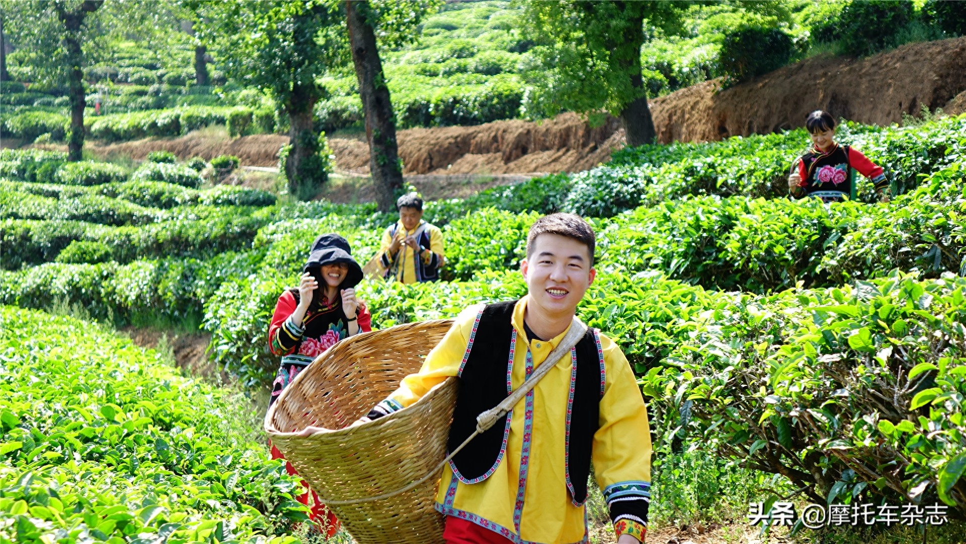 都知道春茶好，有多少人知道为什么好？