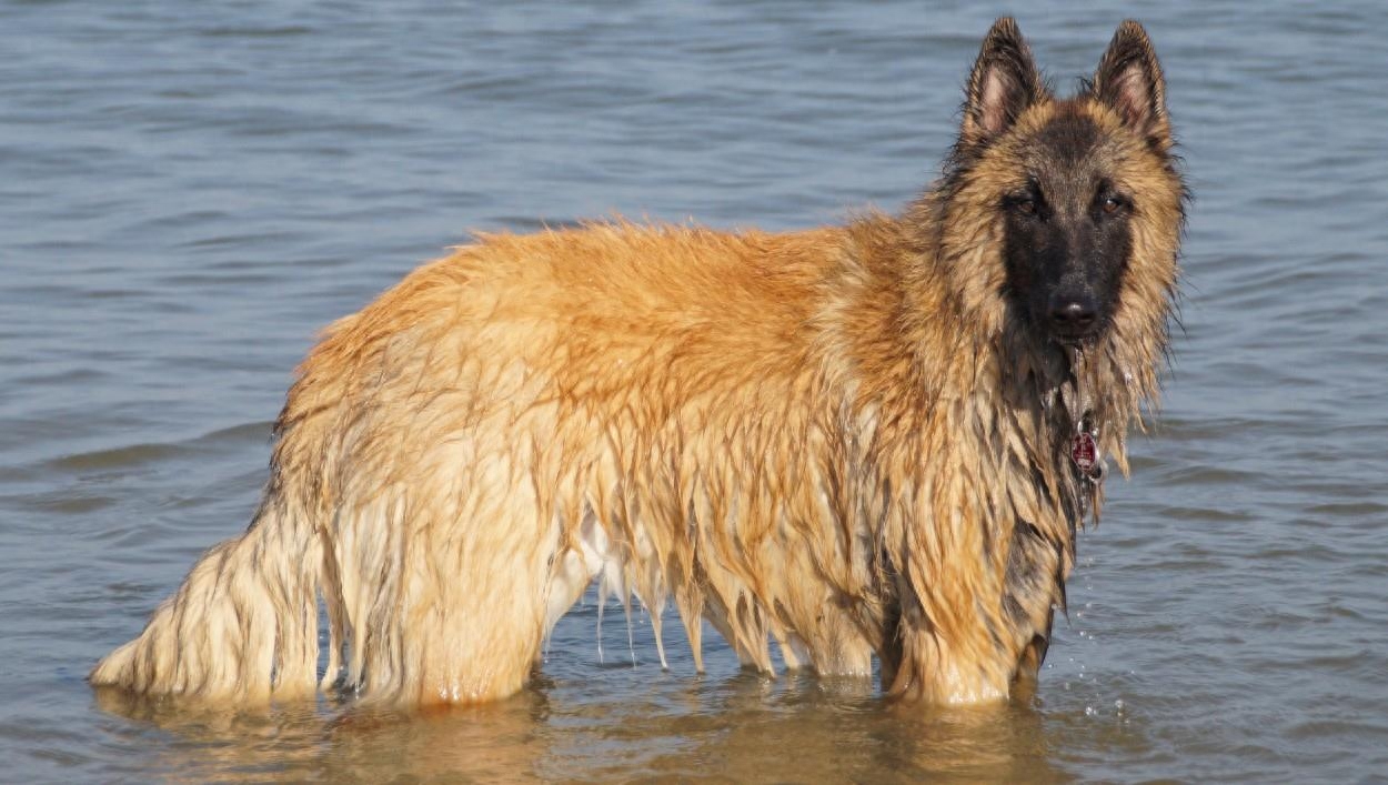 气质文雅高贵的世界名犬—比利时坦比连犬！