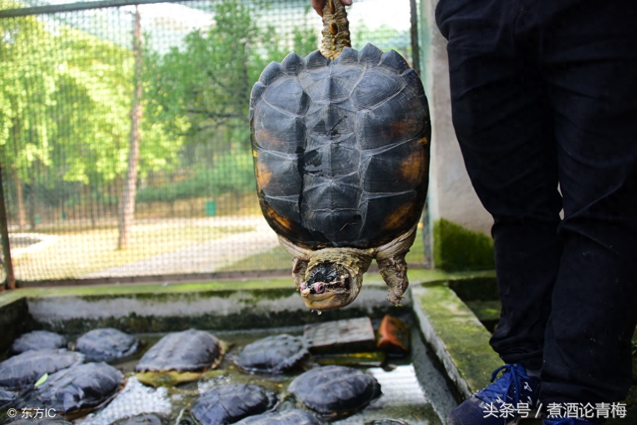 林业局动物救助站难题，救助的巴西龟、鳄龟等装不下，又不能放