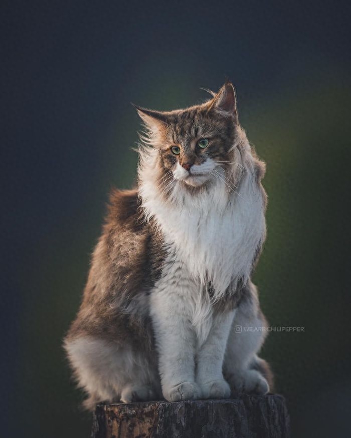 威武的王者—挪威森林猫