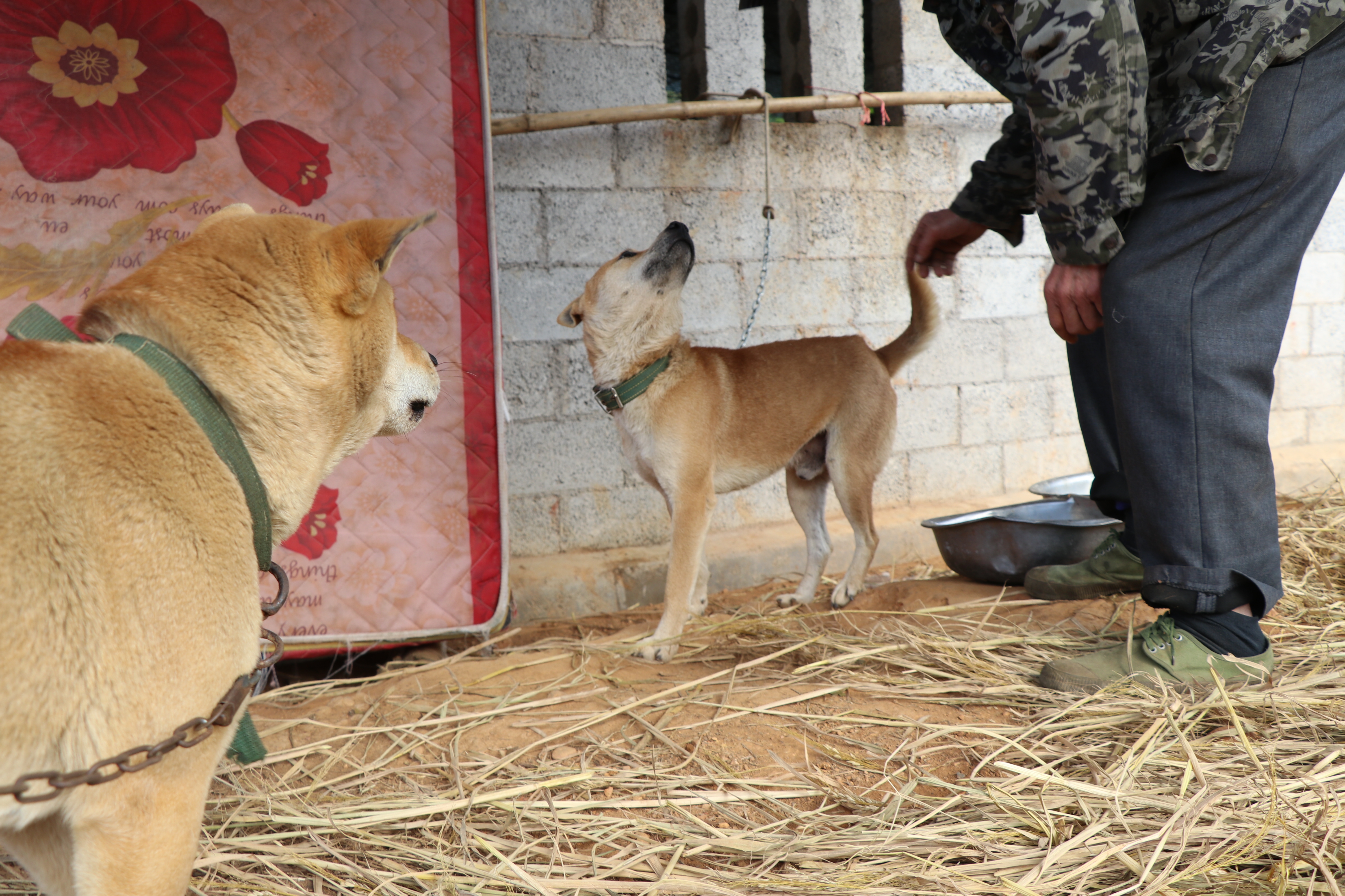 土猎中华田园犬专辑：可打猎，可看家护院，忠诚爱主