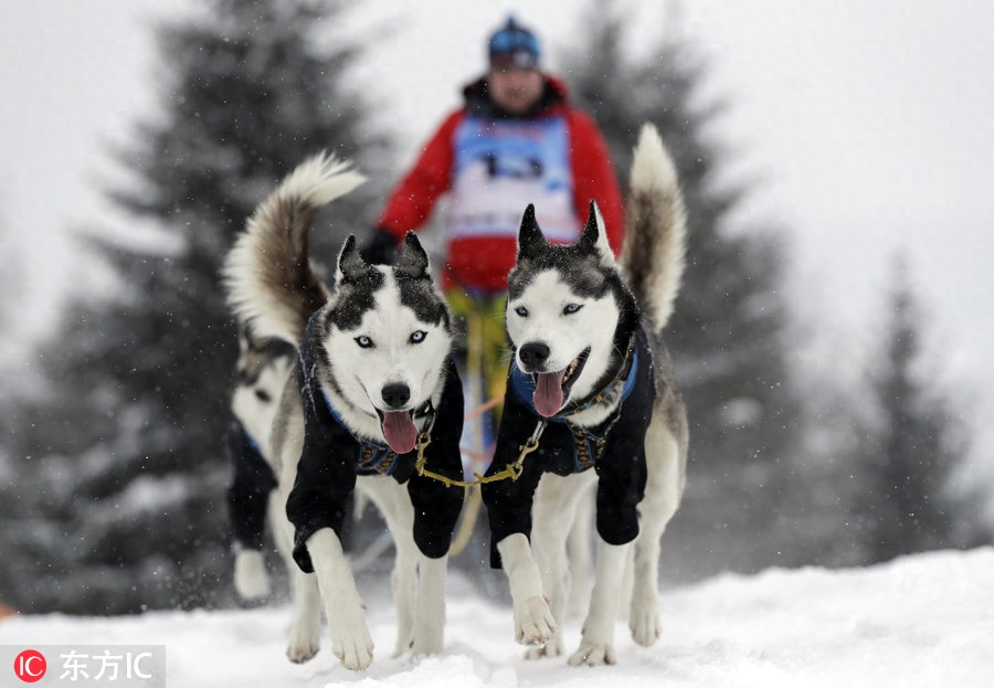 世界最艰苦雪橇犬大赛举行 狗狗雪原跋涉勇气耐力惊人