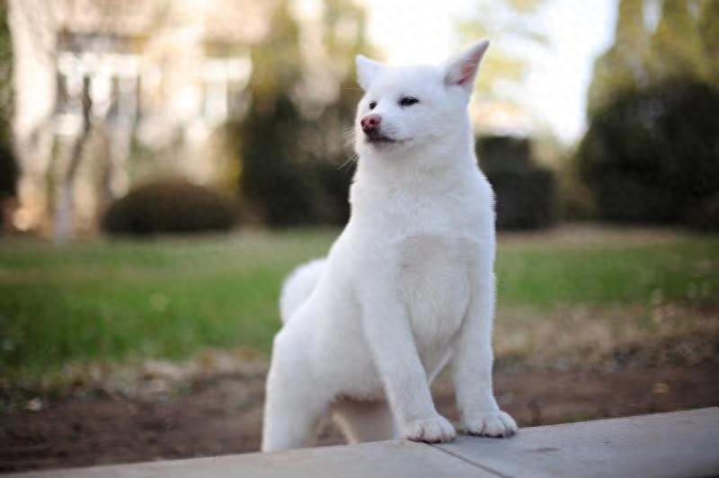 秋田犬被誉为日本最好的看守之一，究竟有什么独特之处？