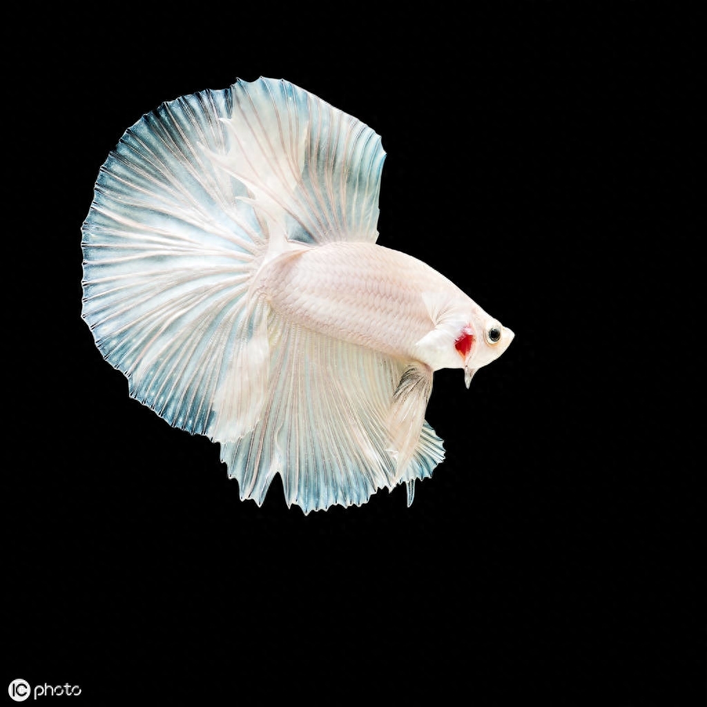 五彩搏鱼（Betta splendens (Regan, 1910)）（暹罗斗鱼）