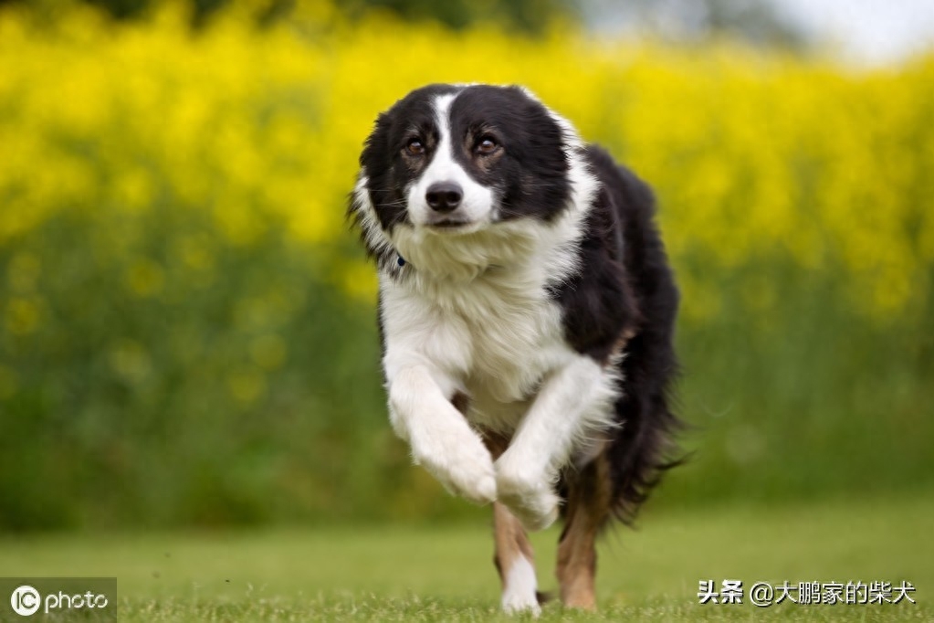 狗狗届的IQ大佬，边境牧羊犬