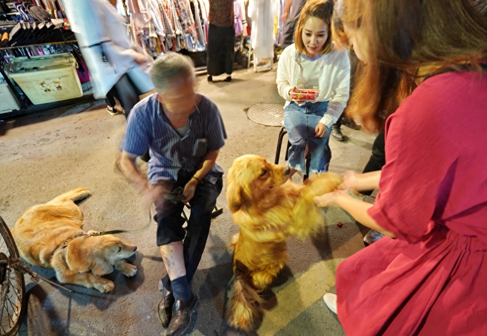 夜幕下兰州狗市：狗狗已成全民宠爱之物，看看就喜欢，想带它回家