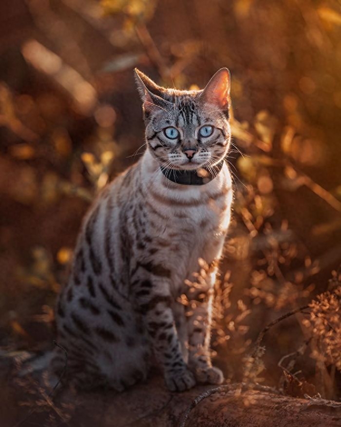 威武的王者—挪威森林猫