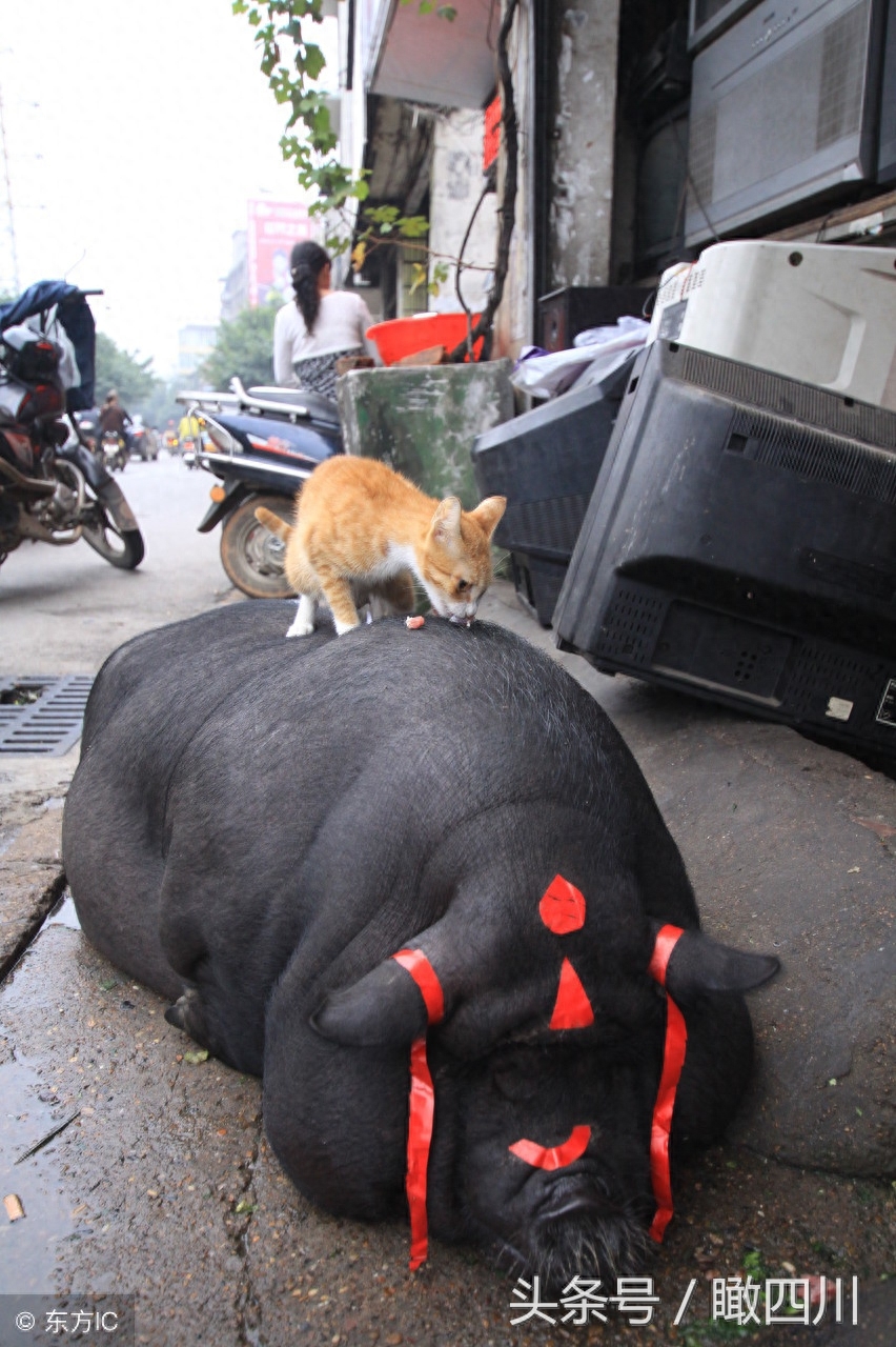 迷你宠物猪变大肥猪，回头率高，吸引路人围观