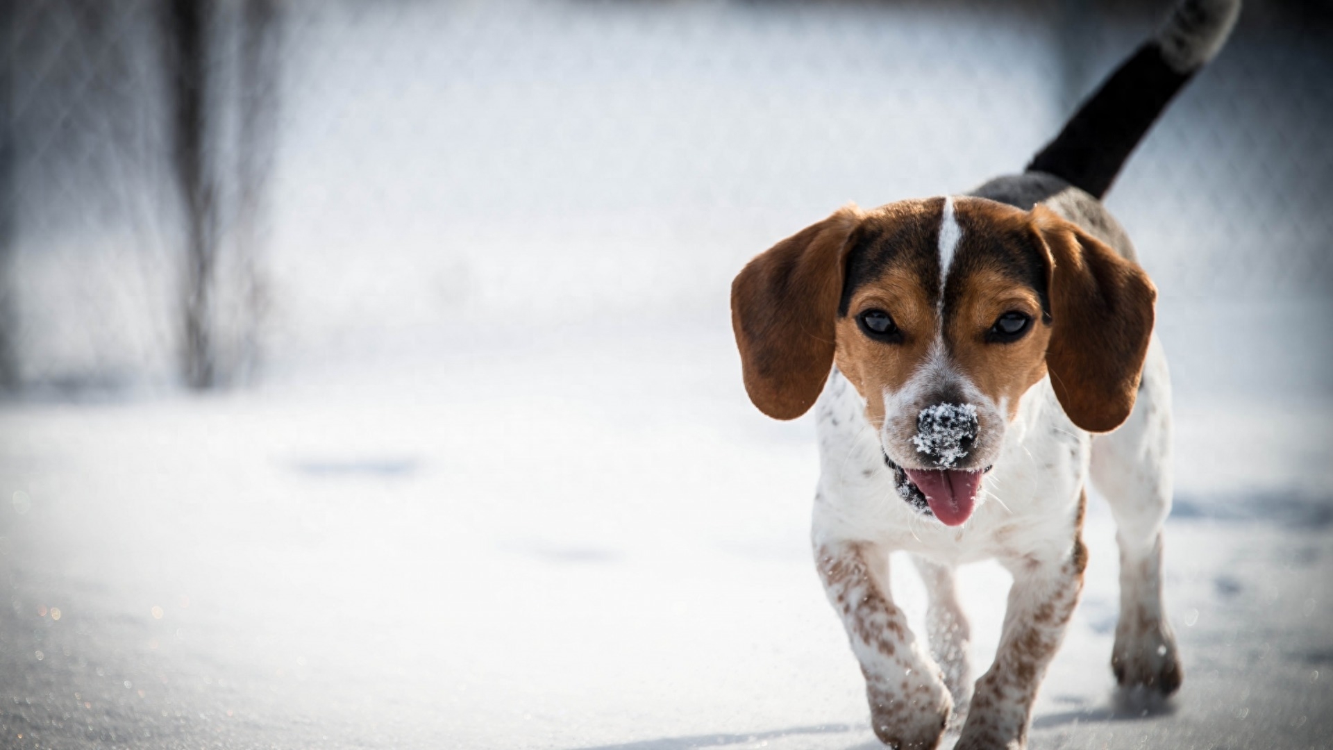 史努比的原型:比格犬,小小的它还是一种猎犬