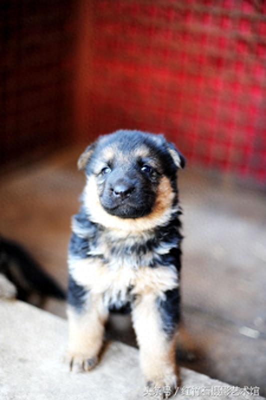 世界十大名犬威武德国牧羊犬幼犬图集呆萌又严肃看了你也想养一只