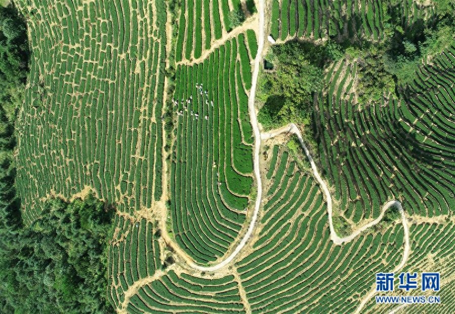 福建安溪：铁观音秋茶开采