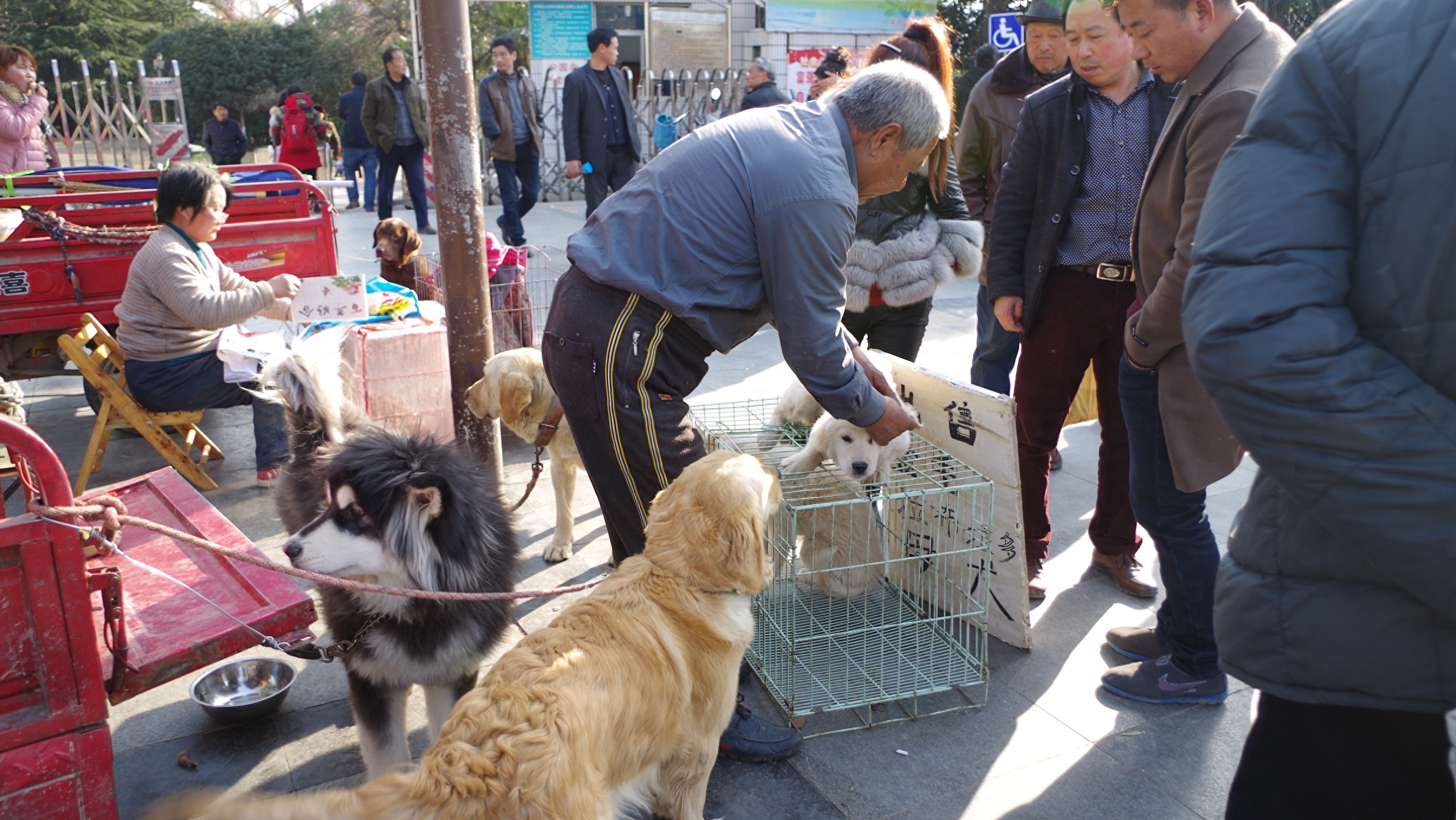 摄影合肥：实拍合肥最大宠物狗交易市场，花冲狗市