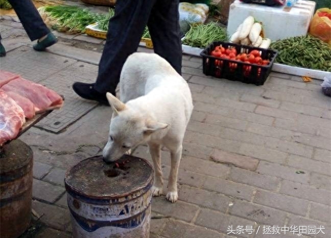 江西中华田园犬实拍（二）