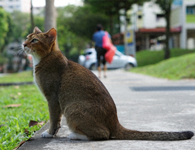 宠物美图：新加坡猫美图