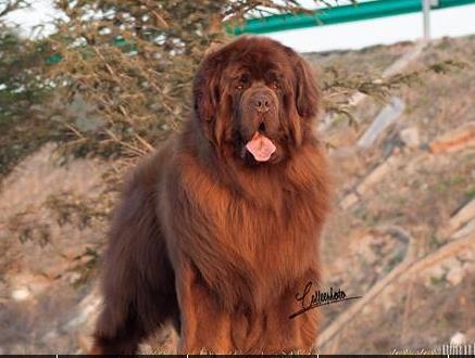 动物图集：纽芬兰犬图集1