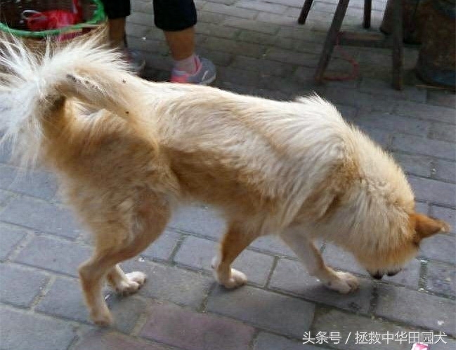 江西中华田园犬实拍（二）