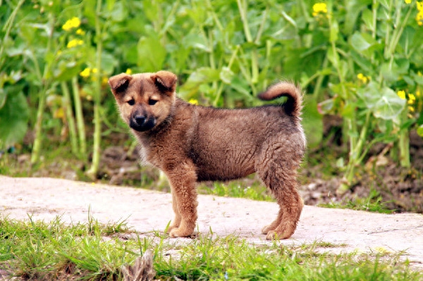 最美中华田园犬摄影——渐行渐远的乡村与土狗