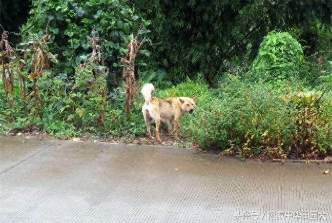 江西中华田园犬实拍（二）