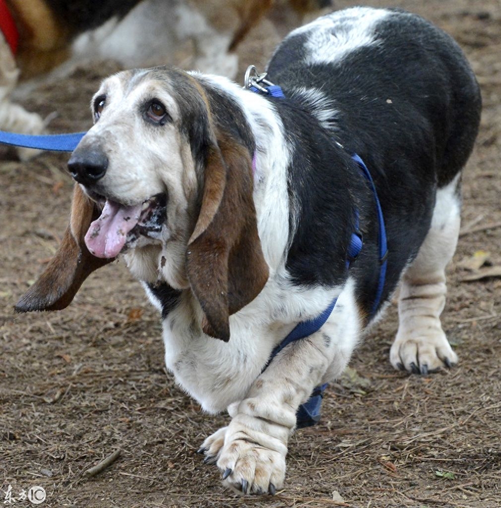 巴哥、巴吉度猎犬、比格犬、拉布拉多犬，你喜欢哪个？