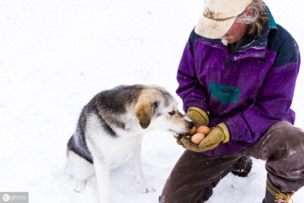 金毛、贵宾犬、哈士奇、柴犬等常见狗狗！哪种更适合做家庭犬？