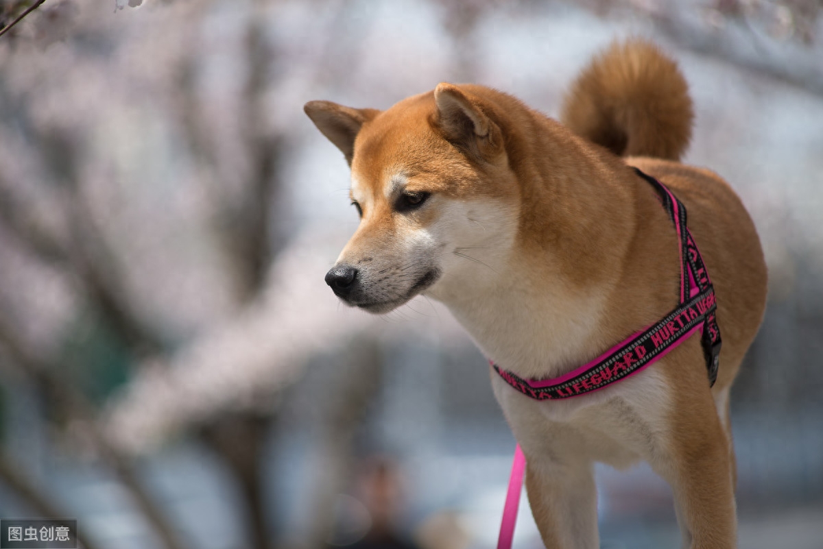 柴犬和秋田犬分不清？主要有这4点区别，看过忠犬八公就分得出