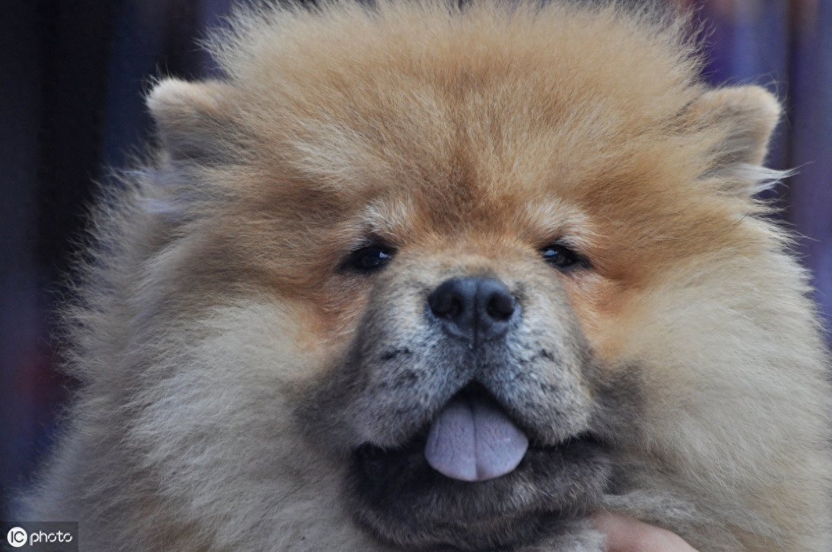 中国的原产犬种—松狮犬