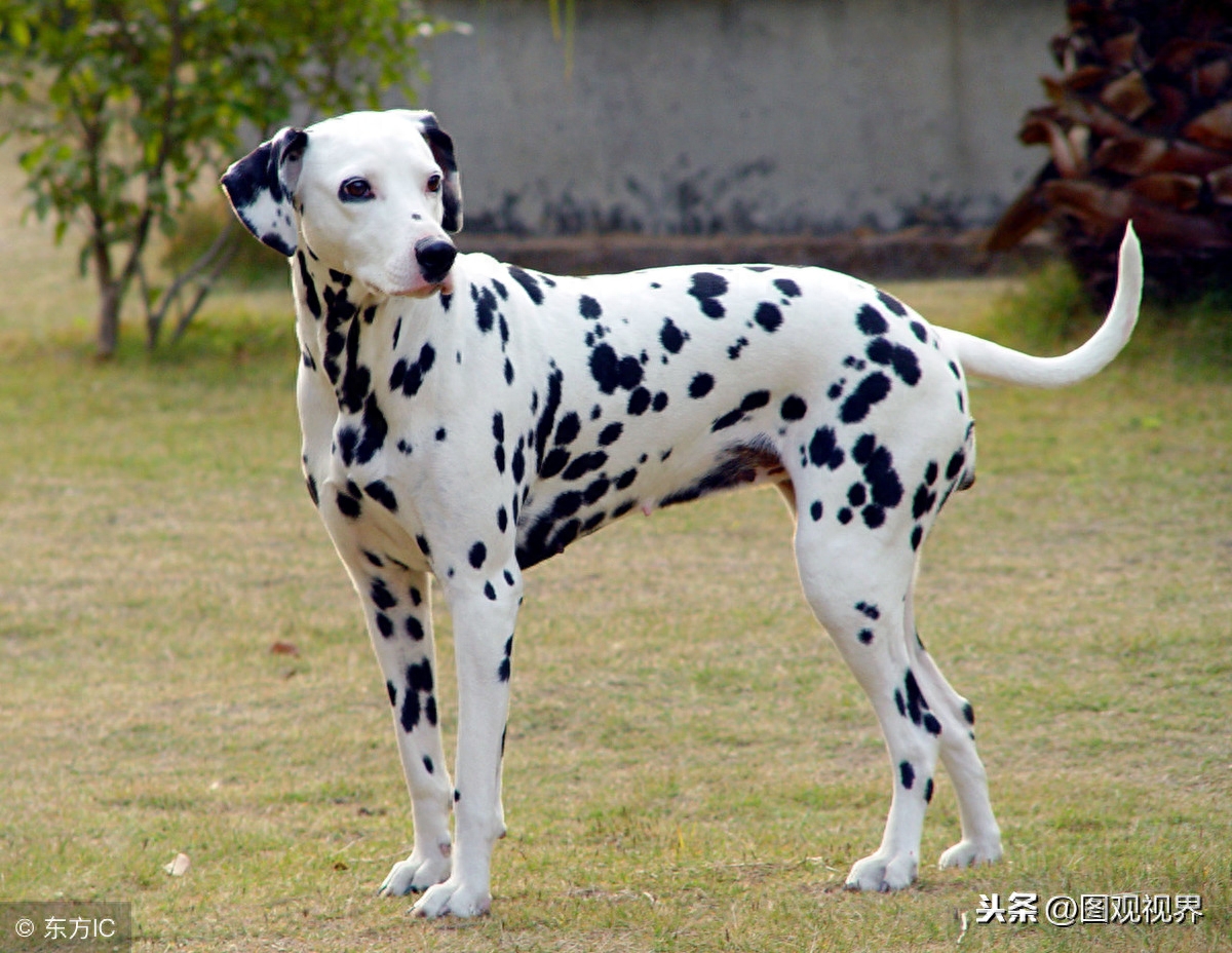 世界上10种速度最快的猎犬一览，灵缇最高奔跑速度可达70km/h