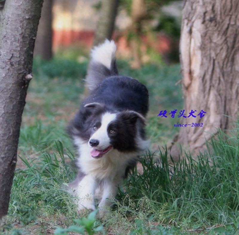 常见的不同颜色的边境牧羊犬