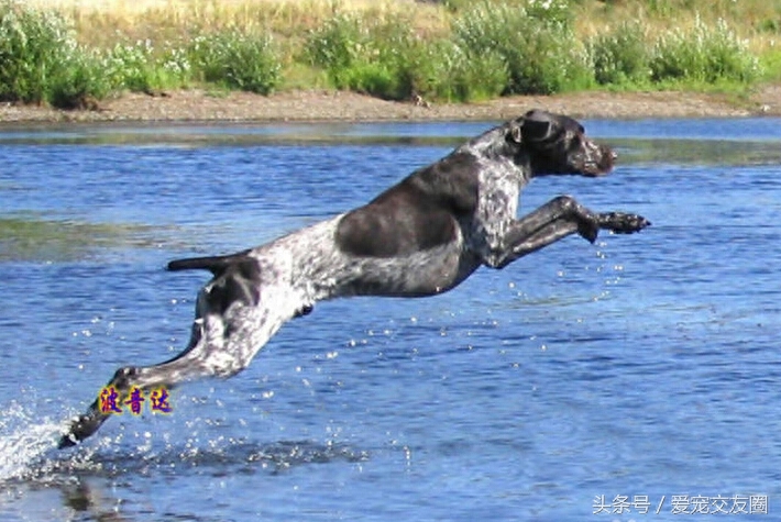 世界名犬，猎鸟犬中最古老的犬种，波音达猎犬