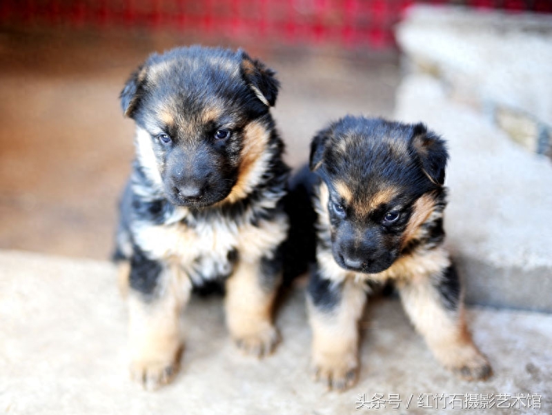 世界十大名犬威武德国牧羊犬幼犬图集呆萌又严肃看了你也想养一只